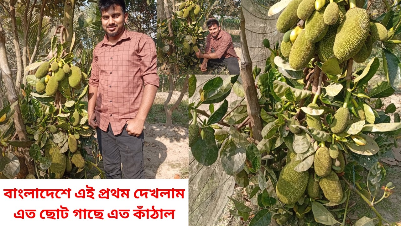 বাংলাদেশে এই প্রথম! এত ছোট গাছে এত কাঁঠাল | নানির বাড়িতে ফিরে যাওয়া শৈশব 🌱🍈