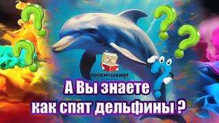 А Вы знаете как спят дельфины ?