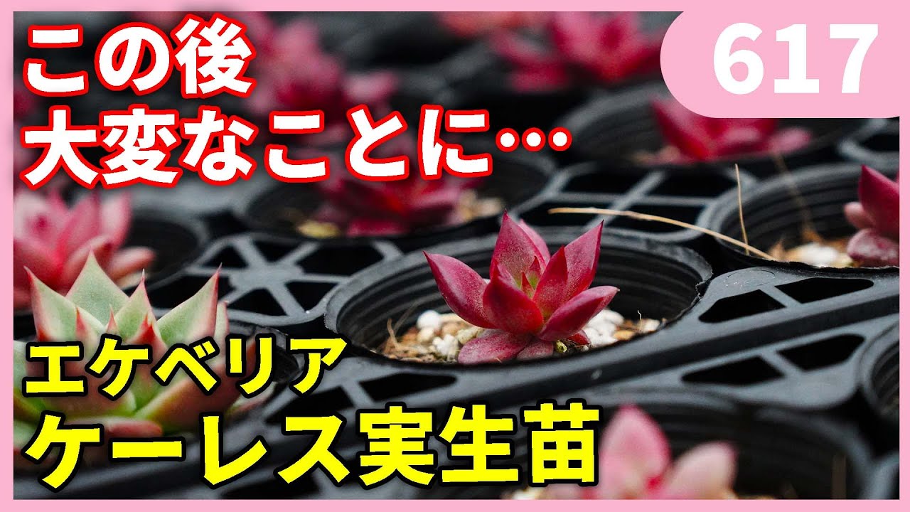 超美苗ケラリアン maxresdefault.jpg
