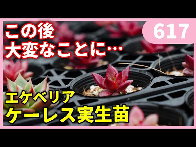 Echeveria keress seedling by Gardening Channel 617 Gardening