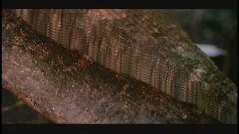 Special Effects - Predator Camouflage 1 (Predador Camuflagem 1)