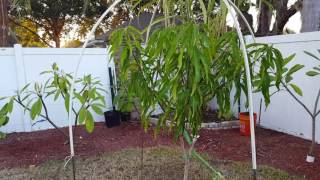How to protect your mango tree from the cold
