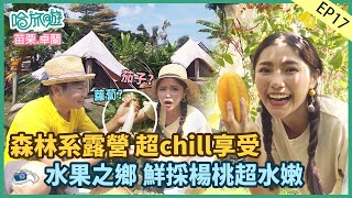 【哈旅遊】苗栗｜水果之鄉卓蘭-鮮採楊桃超水嫩-夢幻花海超好拍 ... 