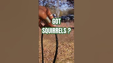 3 Harmless Ways to get RID of Squirrels 🐿 | #gardeningtips #irrigation #sustainability