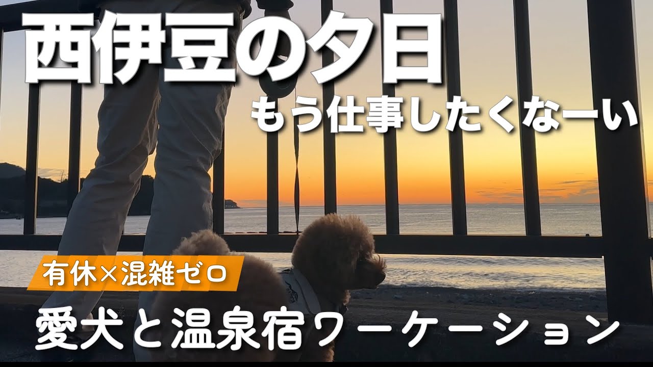 【夕陽が反則レベル】愛犬と平日温泉旅が最高すぎる｜有給で混雑ゼロの西伊豆
