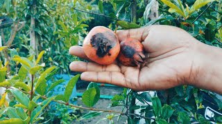আনার ,ডালিম বা বেদানার ফল পচা রোগ এবং প্রতিরোধ।