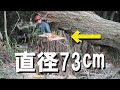 大径木の伐採・太い木を切る!!直径73cm(危険レベル)の大径木を切ったらビビった!大きな太い木を安全に切る手順を案内