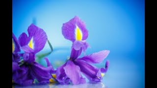 whats the flower that symbolizes wisdom