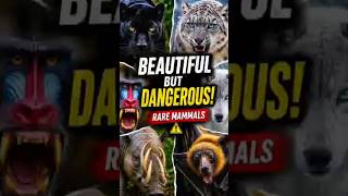 5 Rare but Dangerous Animals That Look Beautiful (You Won’t Believe #1!)