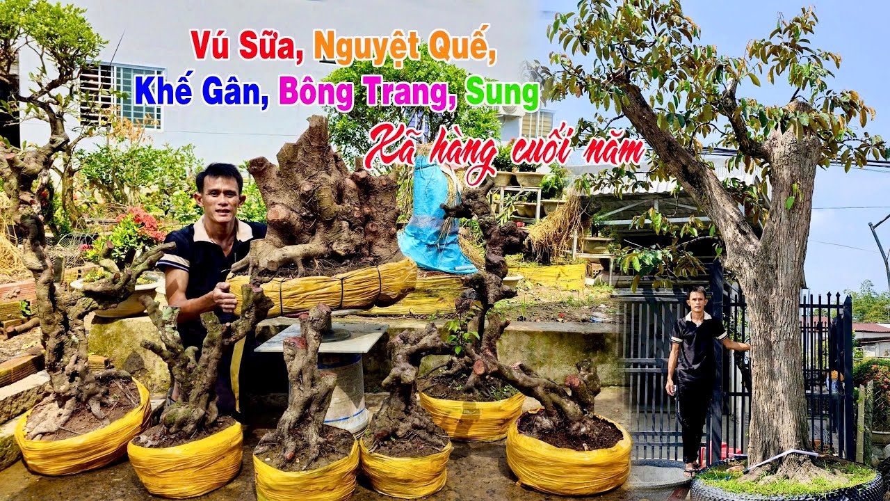 Xả hàng 18/1: Vú Sữa, Sung Nếp, Nguyệt Quế, Khế Gân, Bông Trang | Phát Đạt - LTK Bonsai