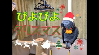 びよびよクリスマス ヨウムのるいちゃん Youtube