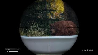 DayZ Studying Bear and attack