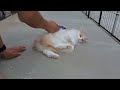 【ネコ】ゆのちゃん毛玉取り