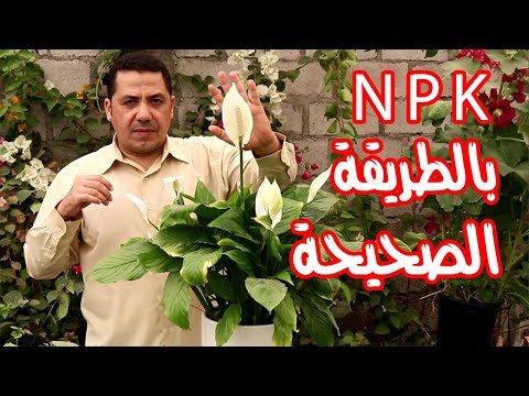 نبات الشراع كيف تزيد من حجم ورقة وزهرة نبات الشراع نبات زنبق السلام