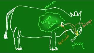 Sistema digestório dos Mamíferos - Diversidade dos seres Vivos - Biologia