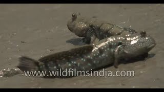 Fish Of Water As Well As Land Blue-Spotted Mudskipper In Sundarbans, India