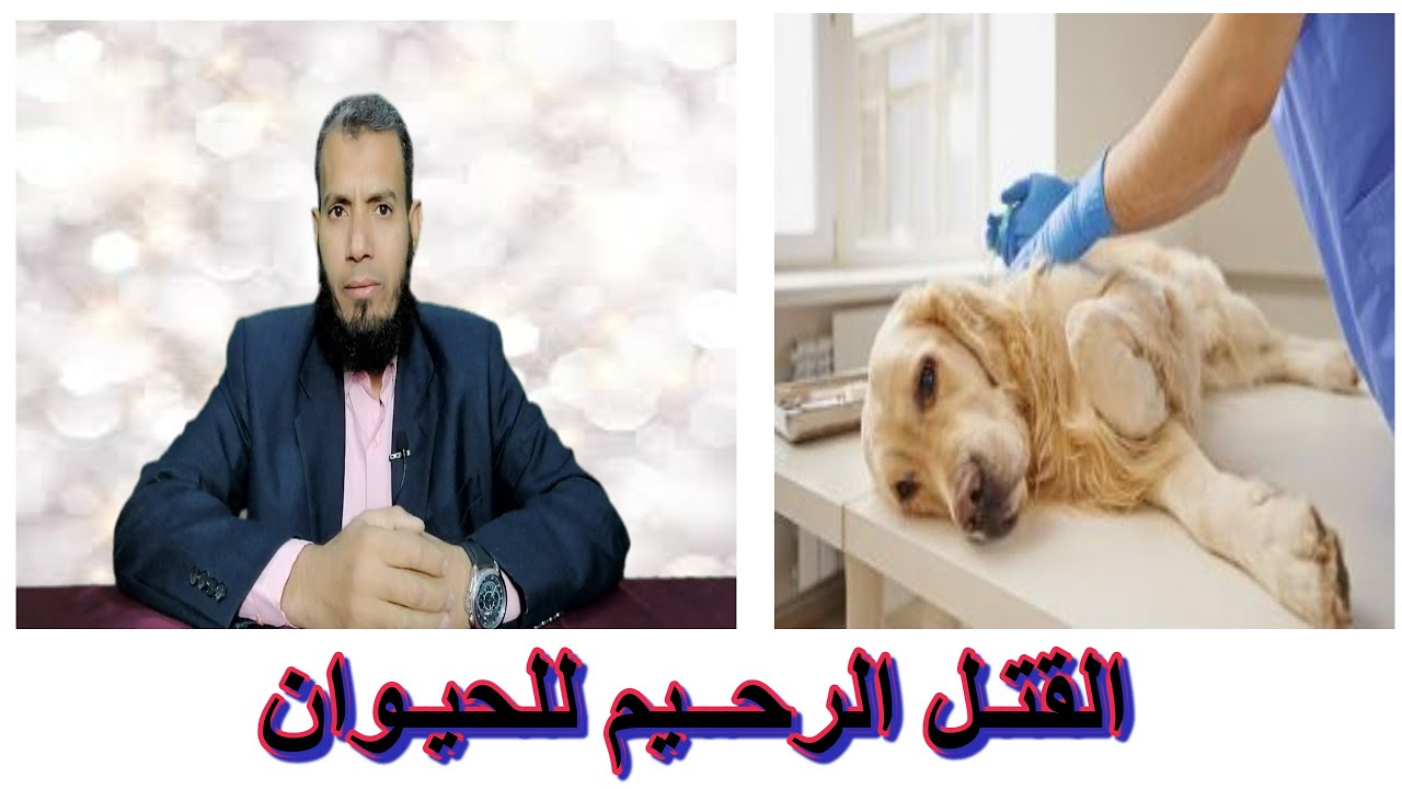 القتل الرحيم للحيوان