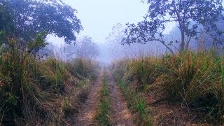 Trip through a deep forest, Mathanguri Forest, Assam