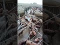 Misting System KEEPS Livestock Cool And Disease-Free🚿