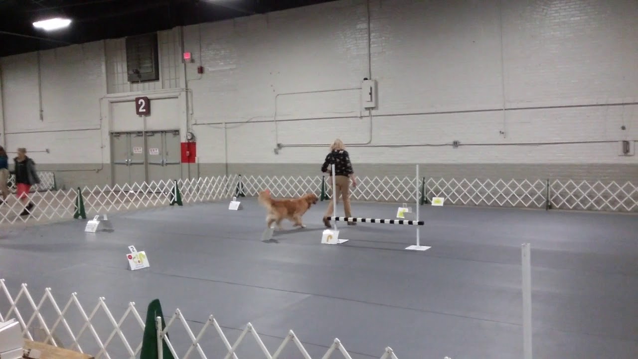Dog Training Academy At Wagging Tails Pet Resort In Hadley Ma