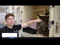 Furry Friday: Meet Marley the dog and Pogo the cat