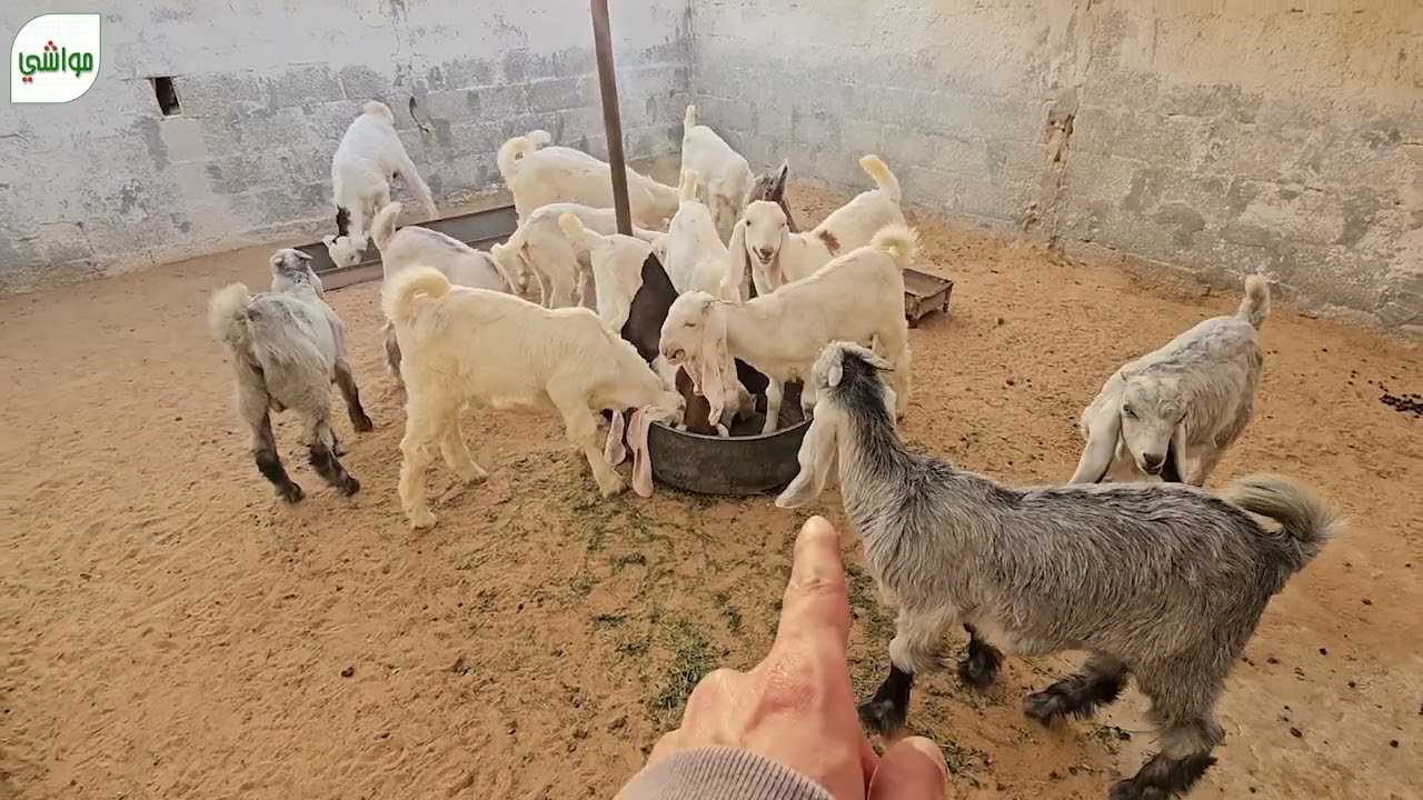 مولود ماعز جديد وتغيير المكعب الخاص بالماعز