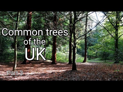 Video: Hvor vokser elletræer i Storbritannien?
