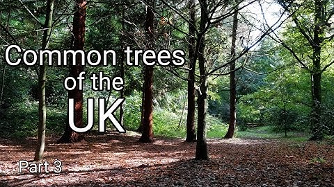 Common trees of the UK, Part 3 (Sweet chestnut, Yew, Alder, Field maple, Norway spruce)