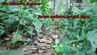 Download Lagu Pikat \u0026 jerat puyuh hutan,puyuh tarun2 atau puyuh bamo episode 1 MP3