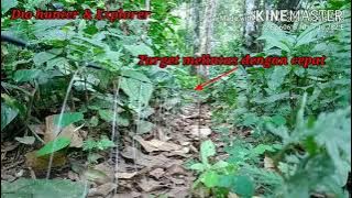 Pikat & jerat puyuh hutan,puyuh tarun2 atau puyuh bamo episode 1