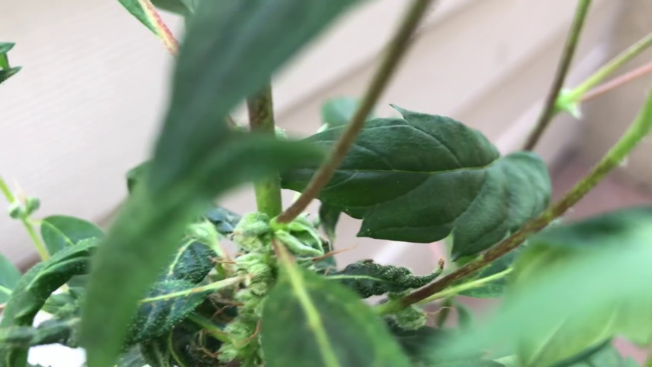 How should I crop/train this plant?