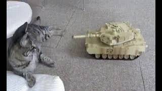 Кот против танка.