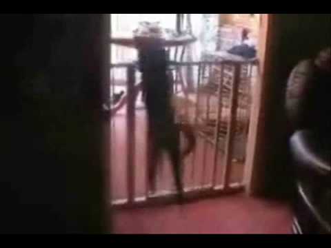 Cat farts over gate