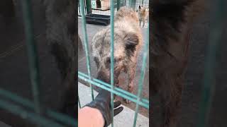 Тбилиси 🇬🇪 Сакартвело 💌 Грузия Приют Тамаза Элизбарашвили 🐕💌🍀🙏