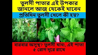 তুলসী পাতার এই উপকার জানলে আজ থেকেই খাবেন,প্রতিদিন তুলসী খেলে কী হয়?,এই পাতা ৫ রোগ দূরে রাখে screenshot 4