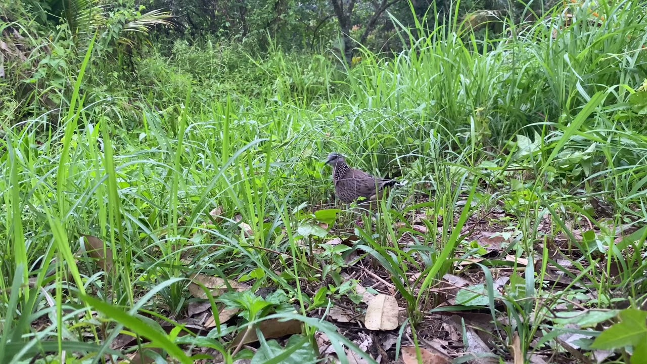 Mồi chơi đất chơi bẹo sinh viên dễ chơi 0981856785