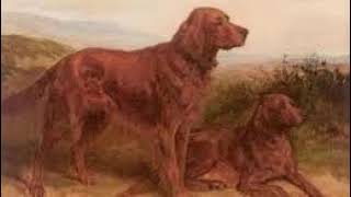 The American Book Of The Dog  The Irish Setter