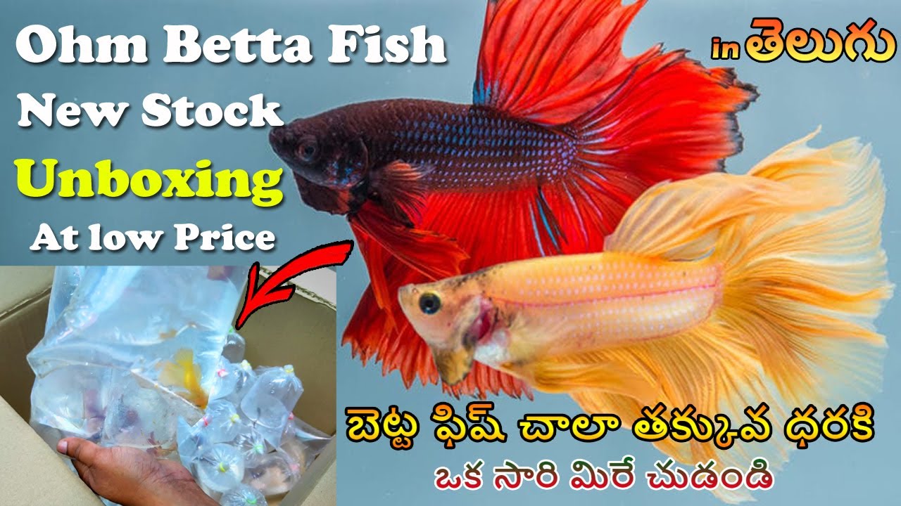Ohm Betta Fish Unboxing | Local Betta Farm | LIVE AQUARIUM - YouTube