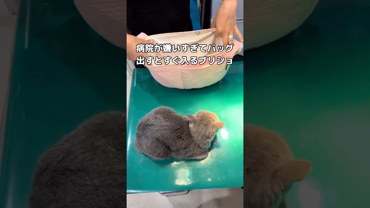 あまりにも病院が嫌すぎてバッグ出すとすぐ入っていくのが特技 #ブリショ #ブリティッシュショートヘア #shorts