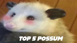 top 5 possum ( possum eat , possum attack , possum run , possum angry )