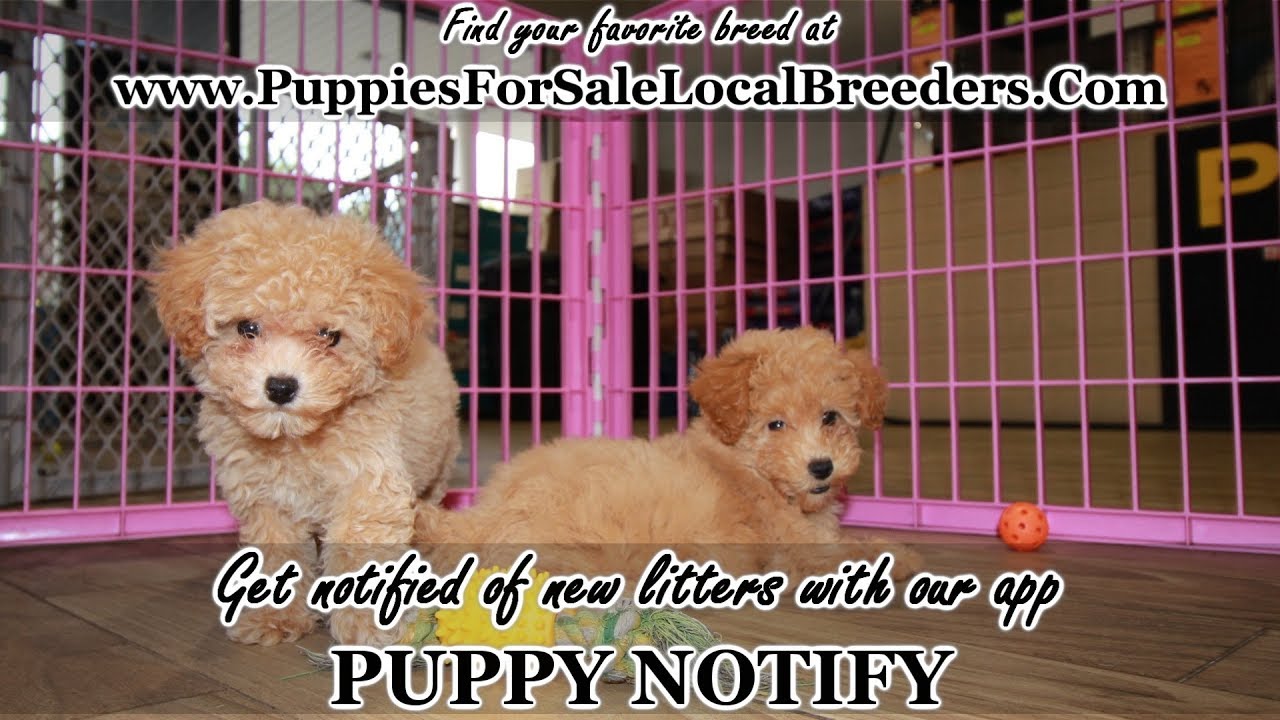 APRICOTE TOY POODLE PUPPIES FOR SALE, LOCAL BREEDERS,