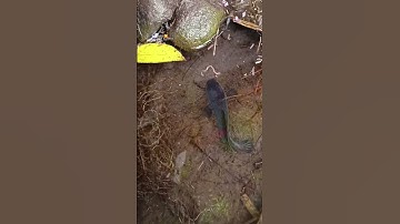 catching snakehead fish on live bait & worm - SNAKEHEAD FISH #shorts  #fish #channa #viralvideo