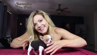 Easy DIY puppy sweater for Chihuahua Puppies Sweetie Pie Pets by Kelly Swift