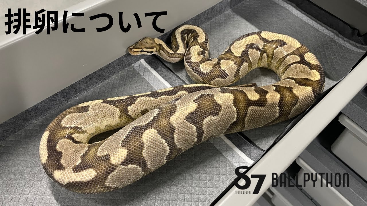 ボールパイソンの排卵について