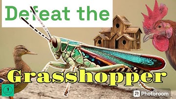 Permaculture Solutions for Grasshopper Invasions // Permaculture Q&A #25
