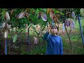 Country girl, using August melon to create several traditional food｜甜蜜蜜的八月瓜，吃完果肉後皮不要扔！還可以拿來做成美食｜李樟柳