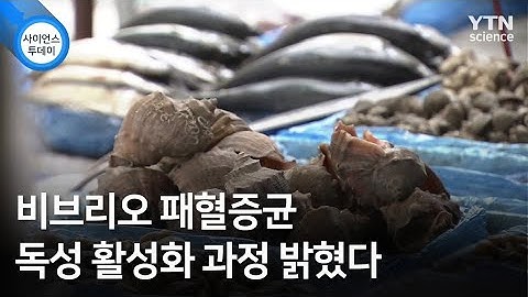 비브리오 패혈증균 독성 활성화 과정 밝혔다 / YTN 사이언스