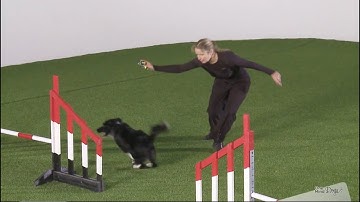 OneMind Dogs agility handling techniques - Lap Turn