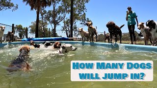 How Many Dogs Can Jump Into the POOL at Doggy Daycare