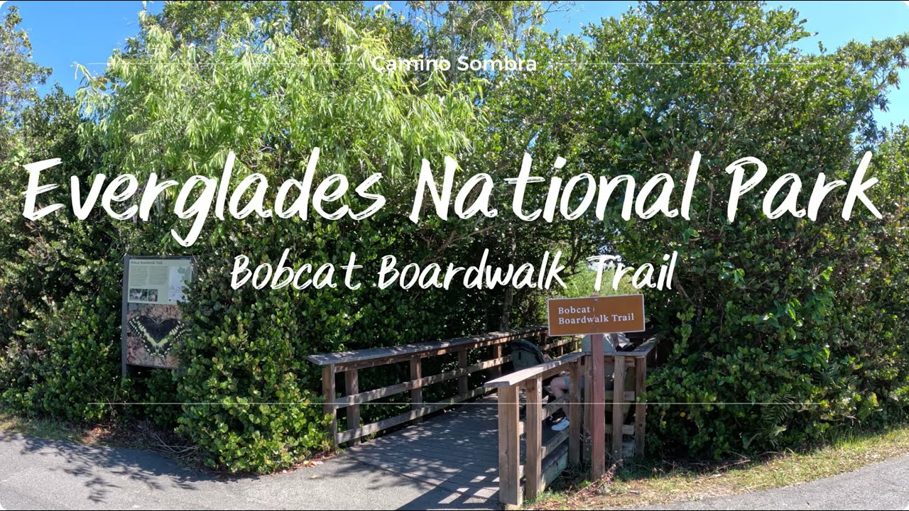 Everglades National Park in Florida - Bobcat Boardwalk Trail [4K]